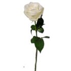White Rose